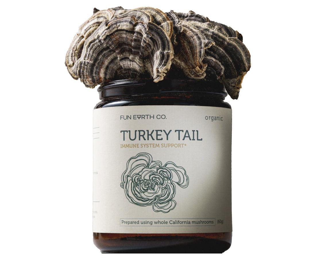 Turkey Tail Powder - Fun Earth Co