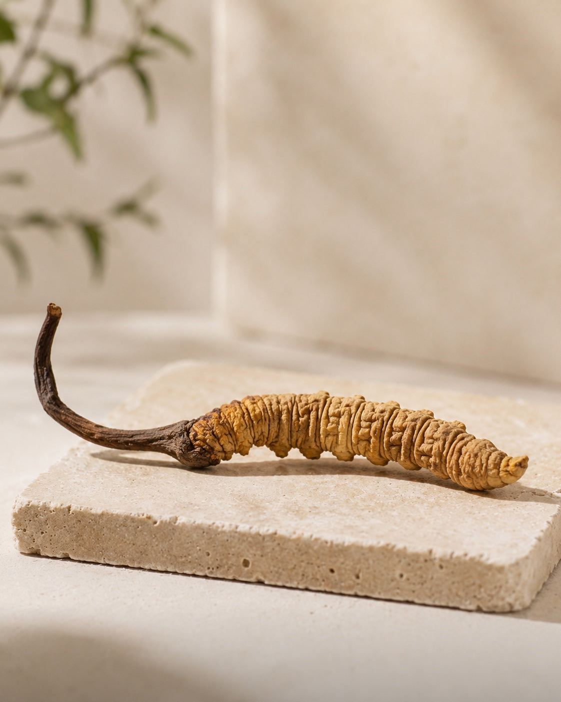 Fun Earth Cordyceps varietal jar with Cordyceps mushroom
