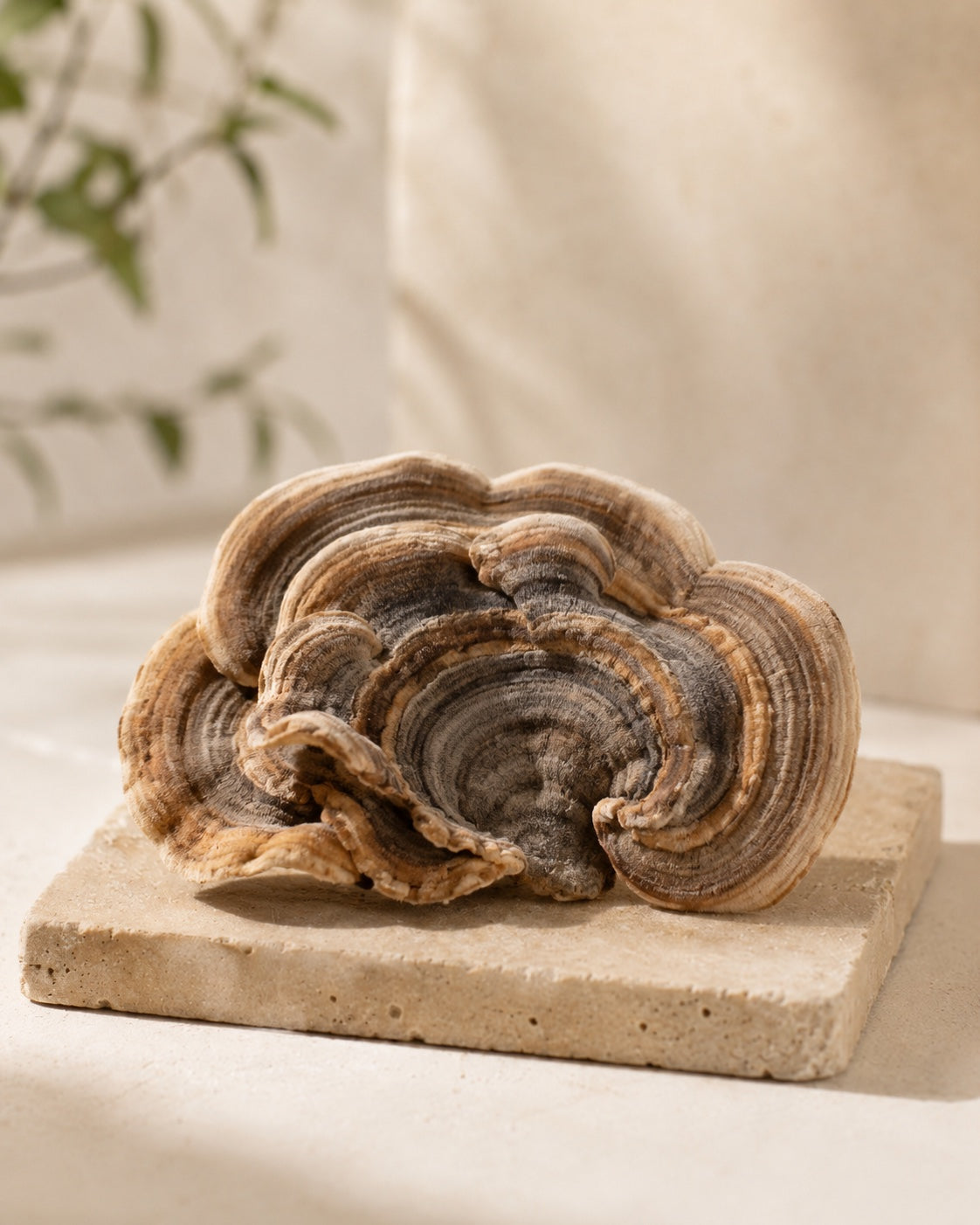 Fun Earth Turkey Tail varietal jar with Turkey Tail mushroom