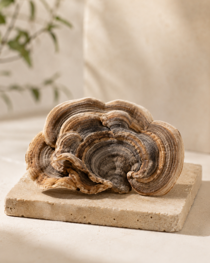 Turkey Tail mushroom on warm stone